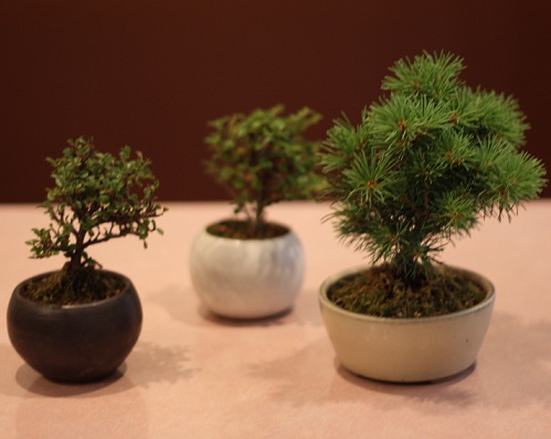 thumbnail_Bonsai_:_Japanese_Art_of_Gardening