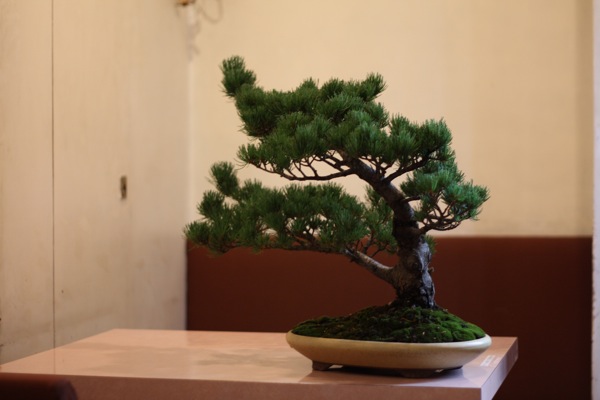 traditional-culture-1-7