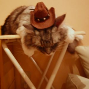 thumbnail_Cat Cafe: A Relaxing Time with Cats